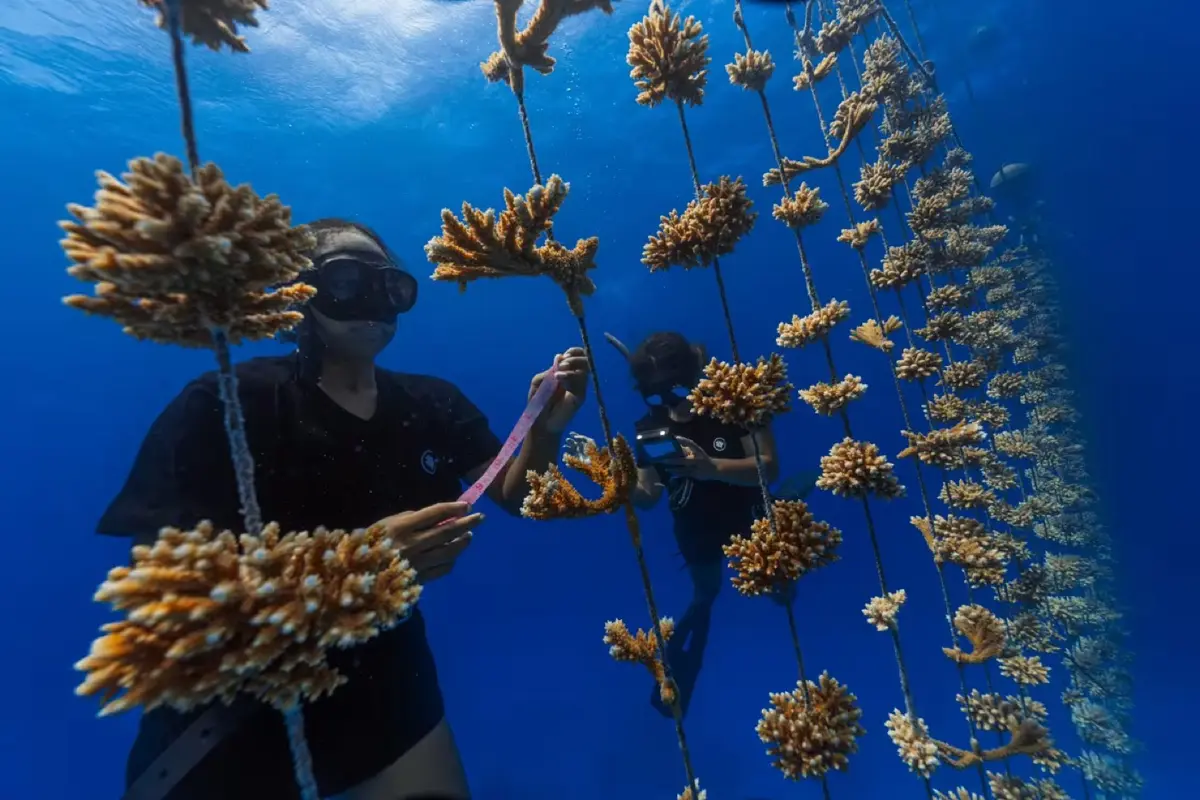 Divers measuring coral fragments growing on rope nursery lines